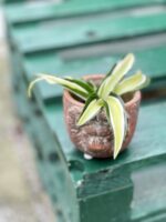 Zdjęcie doniczki lub oslonki: Osłonka Aslan 7x8&nbsp;cm, ujęcie 2