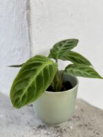Zdjęcie doniczki lub oslonki: Osłonka Coco Palm 6x8&nbsp;cm, ujęcie 2