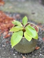 Zdjęcie doniczki lub oslonki: Osłonka Dirty Green 12x13&nbsp;cm, ujęcie 2