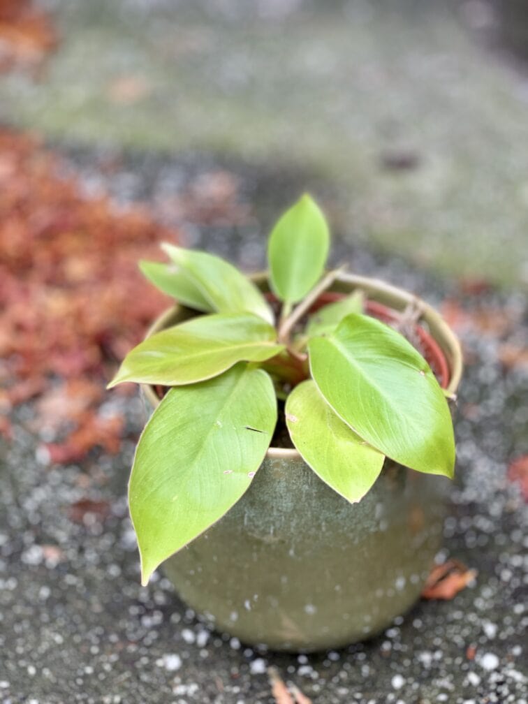 Zdjęcie doniczki lub oslonki: Osłonka Dirty Green 12x13&nbsp;cm, ujęcie 2