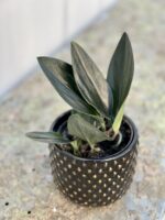 Zdjęcie doniczki lub oslonki: Osłonka Epifauna Black 8x8&nbsp;cm, ujęcie 2