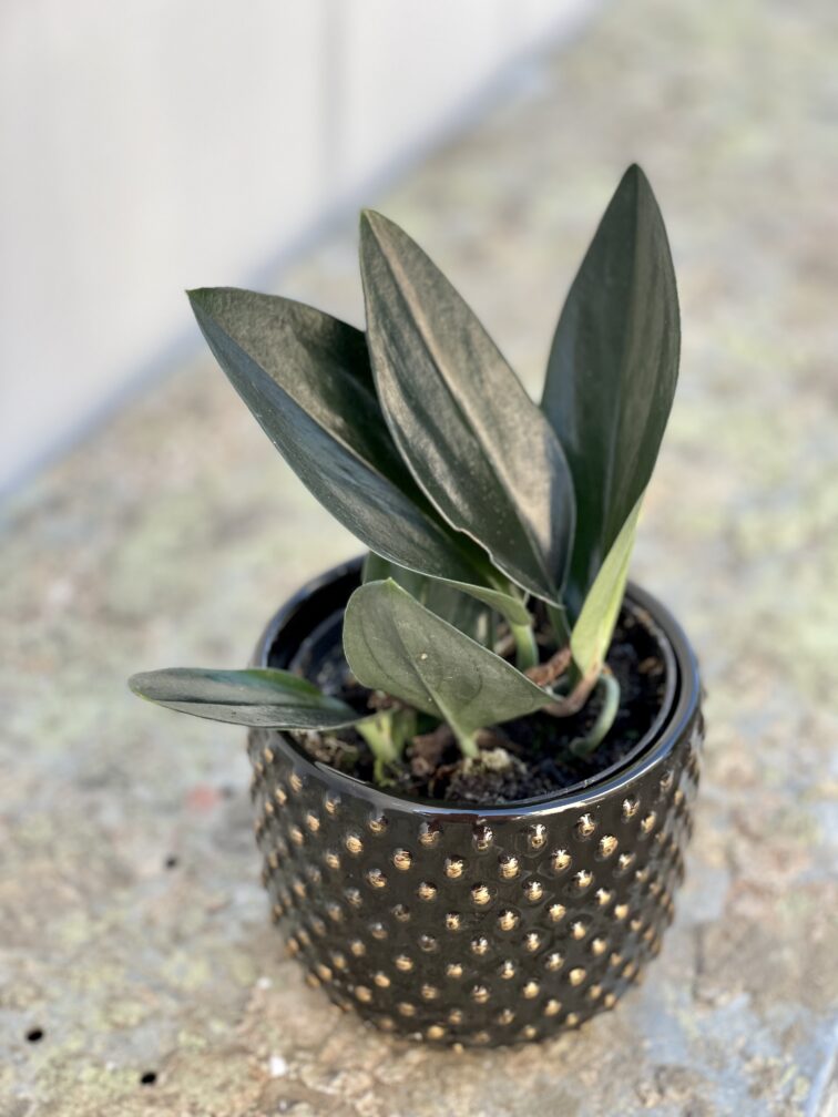 Zdjęcie doniczki lub oslonki: Osłonka Epifauna Black 8x8&nbsp;cm, ujęcie 2