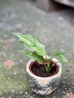 Zdjęcie doniczki lub oslonki: Osłonka Livistonia 7x8&nbsp;cm, ujęcie 2