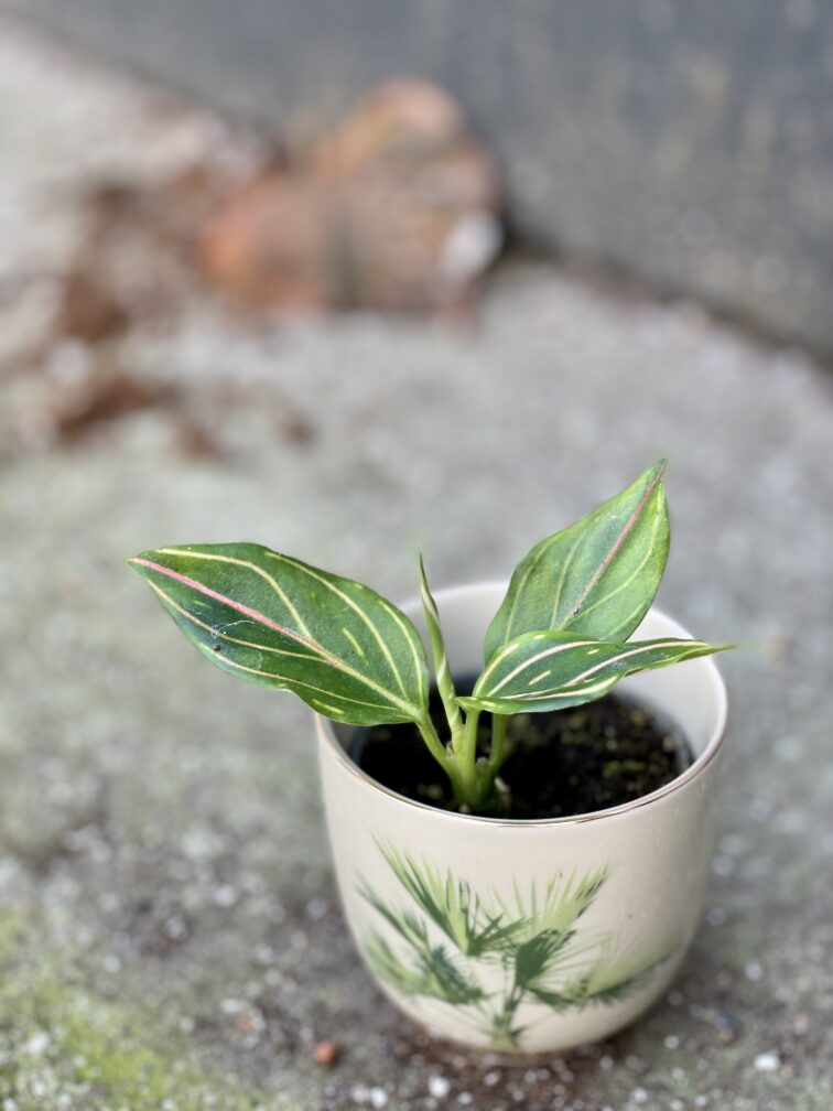Zdjęcie doniczki lub oslonki: Osłonka Tropical 6x7&nbsp;cm, ujęcie 2