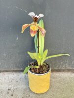 Zdjęcie rośliny Paphiopedilum American Hybrid, ujęcie 1