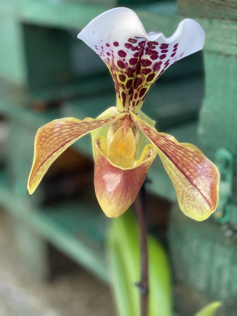 Zdjęcie rośliny Paphiopedilum American Hybrid, ujęcie 2
