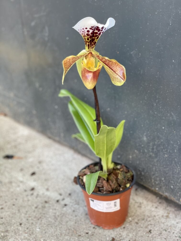 Zdjęcie rośliny Paphiopedilum American Hybrid, ujęcie 3