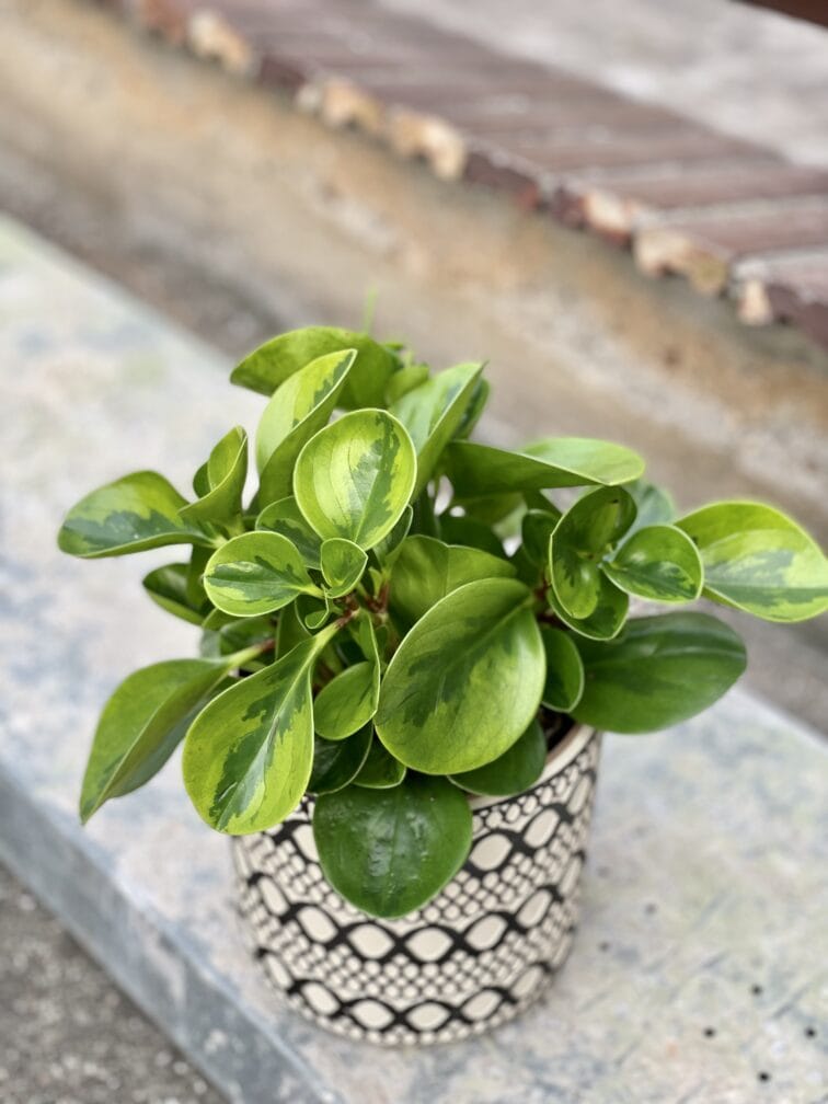 peperomia-obtusifolia-lime_15x30-1_1636794051.jpg Zdjęcie rośliny Peperomia obtusifolia Lime, ujęcie 1