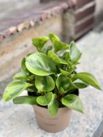 Zdjęcie rośliny Peperomia obtusifolia Lime, ujęcie 2