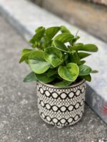 Zdjęcie rośliny Peperomia obtusifolia Lime, ujęcie 3