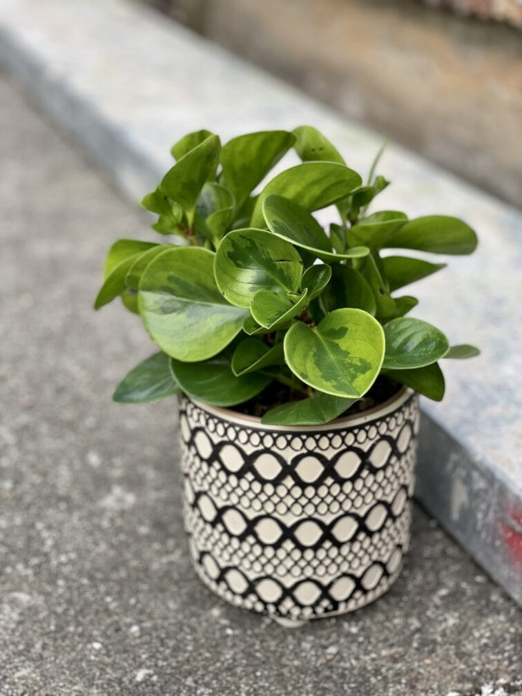 Zdjęcie rośliny Peperomia obtusifolia Lime, ujęcie 3