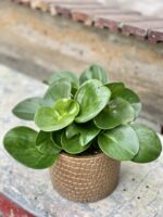 Zdjęcie rośliny Peperomia Obtusifolia, ujęcie 1