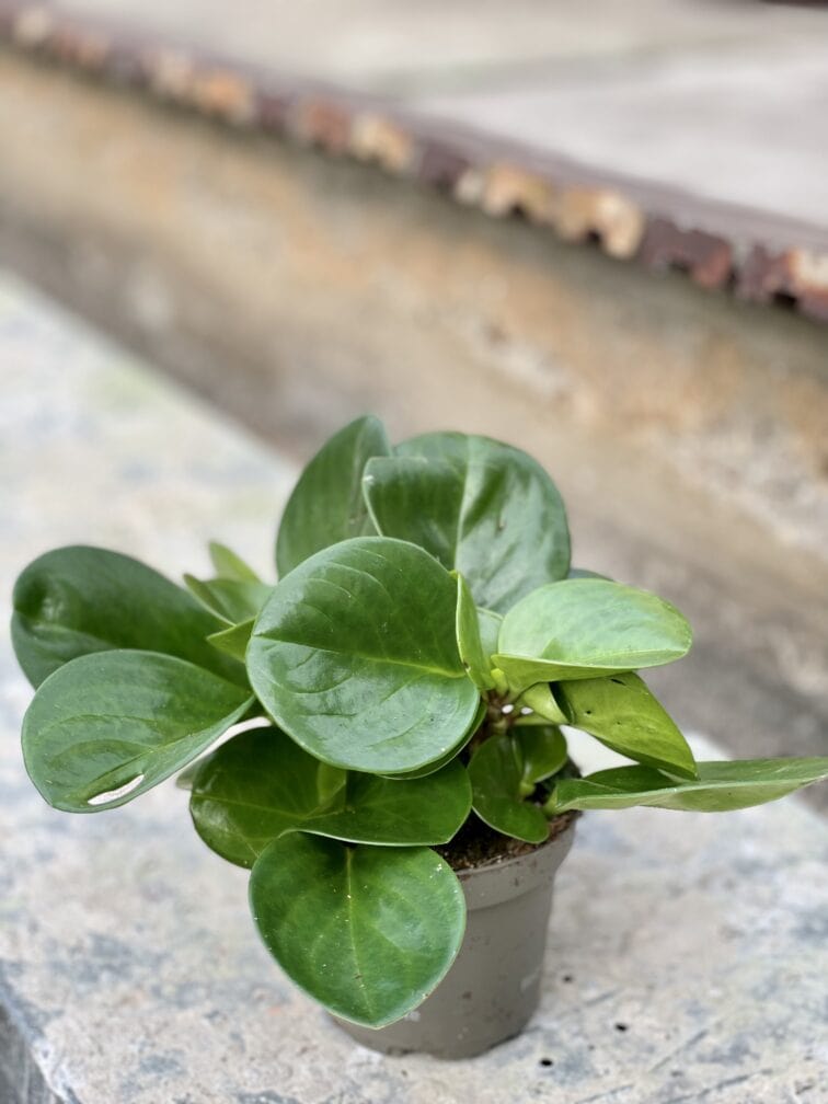 Zdjęcie rośliny Peperomia Obtusifolia, ujęcie 2