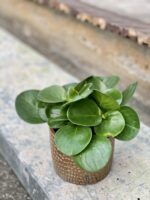 Zdjęcie rośliny Peperomia Obtusifolia, ujęcie 3