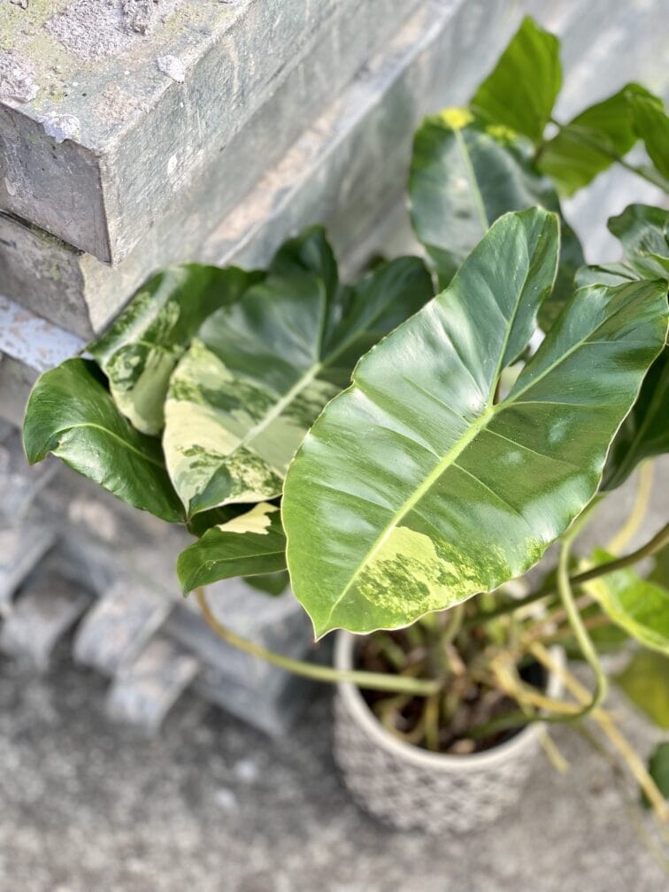 Zdjęcie rośliny Philodendron Burle Marx variegata, ujęcie 3