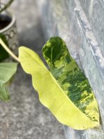 Zdjęcie rośliny Philodendron Burle Marx variegata, ujęcie 4
