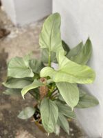 Zdjęcie rośliny Philodendron Hastatum, ujęcie 2