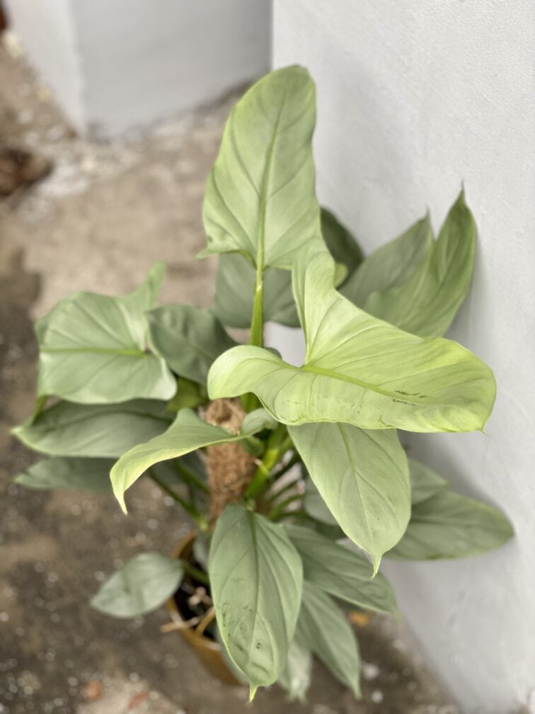 Zdjęcie rośliny Philodendron Hastatum, ujęcie 2