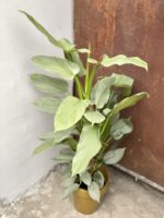 Zdjęcie rośliny Philodendron Hastatum, ujęcie 3
