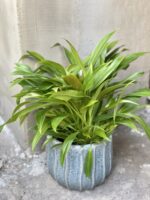 Zdjęcie rośliny Philodendron Little Phil, ujęcie 1