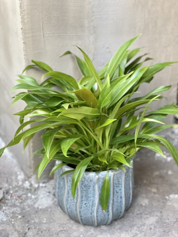 Zdjęcie rośliny Philodendron Little Phil, ujęcie 1