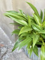 Zdjęcie rośliny Philodendron Little Phil, ujęcie 2