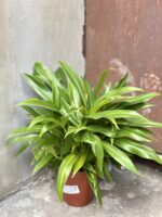 Zdjęcie rośliny Philodendron Little Phil, ujęcie 3