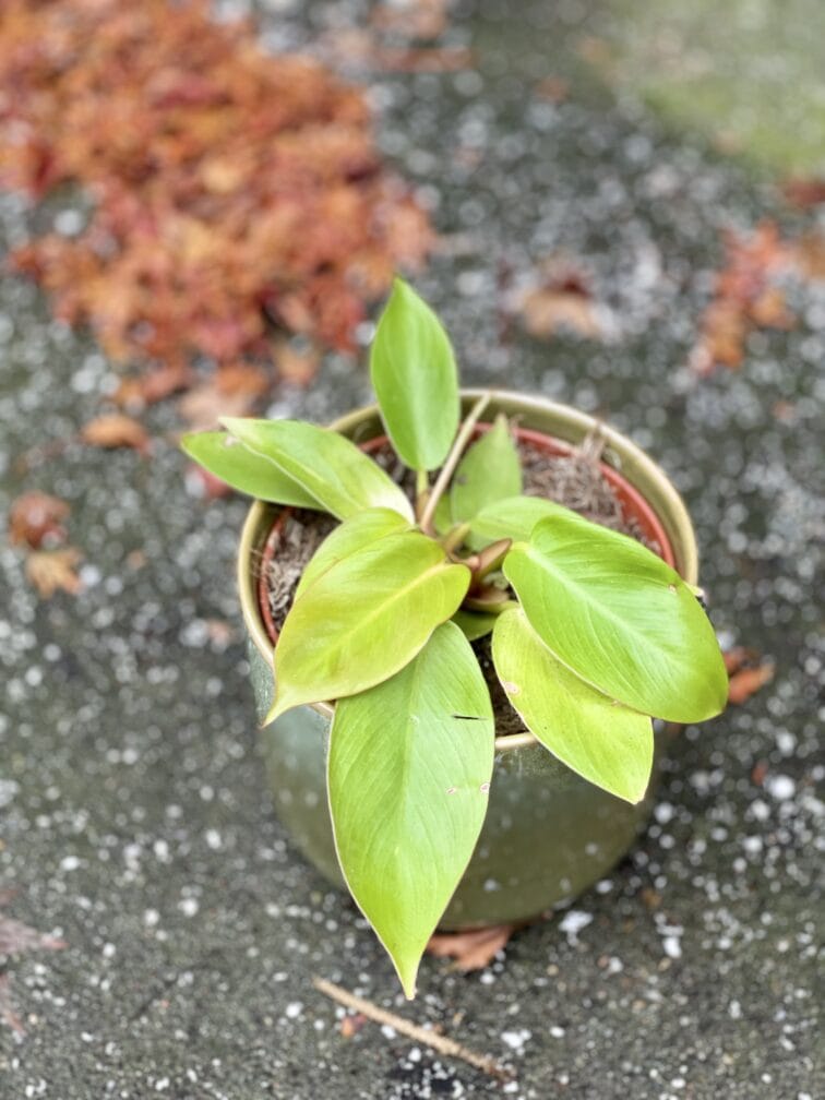 philodendron-orange_12x20-1_1637405079.jpg Zdjęcie rośliny Philodendron Orange, ujęcie 1