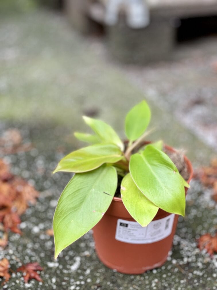 Zdjęcie rośliny Philodendron Orange, ujęcie 2