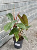 Zdjęcie rośliny Philodendron Twin Wings, ujęcie 1