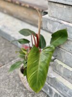 Zdjęcie rośliny Philodendron Twin Wings, ujęcie 2