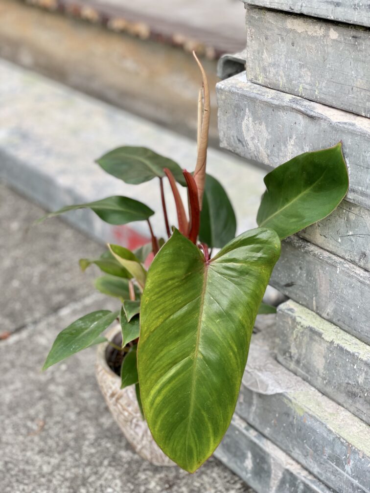 Zdjęcie rośliny Philodendron Twin Wings, ujęcie 2