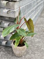 Zdjęcie rośliny Philodendron Twin Wings, ujęcie 3
