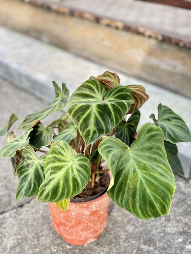 Zdjęcie rośliny Philodendron Verrucosum, ujęcie 1