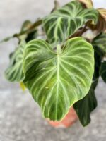 Zdjęcie rośliny Philodendron Verrucosum, ujęcie 2