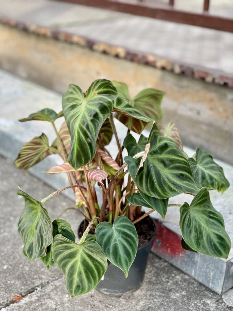 Zdjęcie rośliny Philodendron Verrucosum, ujęcie 3