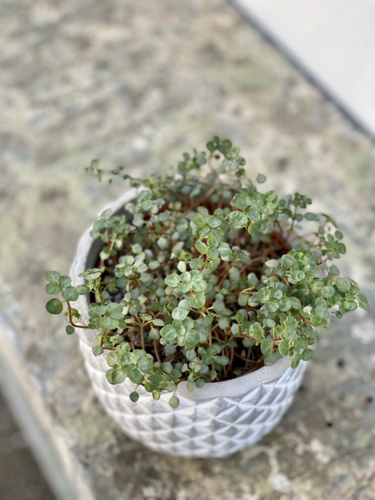 Zdjęcie rośliny Pilea Glaucophylla Greyzy, ujęcie 3