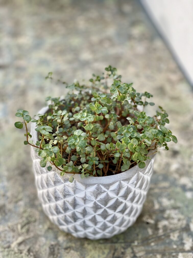 pilea-grazy_12x20-1_1638008208.jpg Zdjęcie rośliny Pilea Grazy (NIE UŻYWAĆ - BŁĘDNY), ujęcie 1