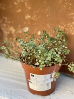 Zdjęcie rośliny Pilea Grazy (NIE UŻYWAĆ - BŁĘDNY), ujęcie 2