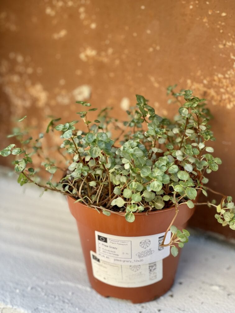 Zdjęcie rośliny Pilea Grazy (NIE UŻYWAĆ - BŁĘDNY), ujęcie 2