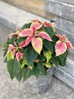 Zdjęcie rośliny Poinsettia pulcherima Premium Marble, ujęcie 1