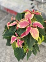 Zdjęcie rośliny Poinsettia pulcherima Premium Marble, ujęcie 2