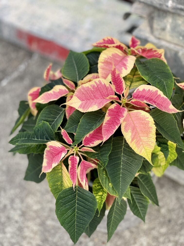 Zdjęcie rośliny Poinsettia pulcherima Premium Marble, ujęcie 2