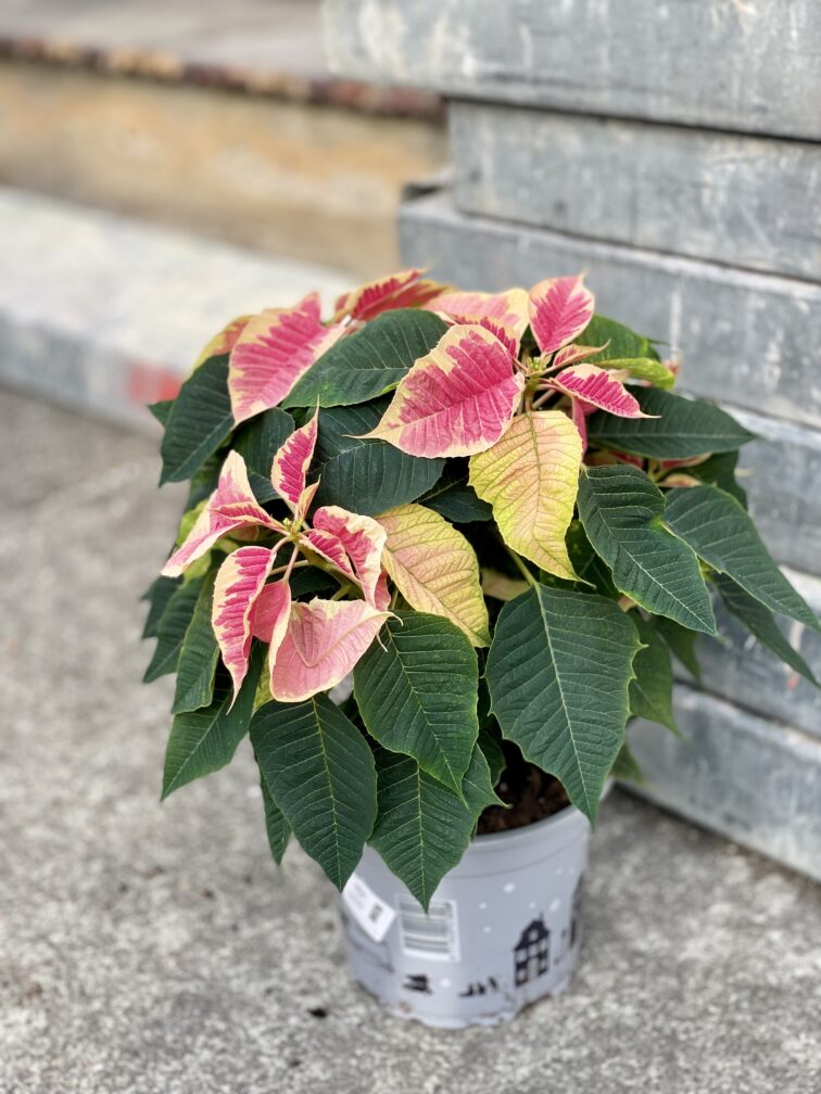 Zdjęcie rośliny Poinsettia pulcherima Premium Marble, ujęcie 3