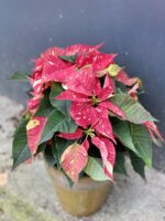 Zdjęcie rośliny Poinsettia pulcherrima Primero, ujęcie 1