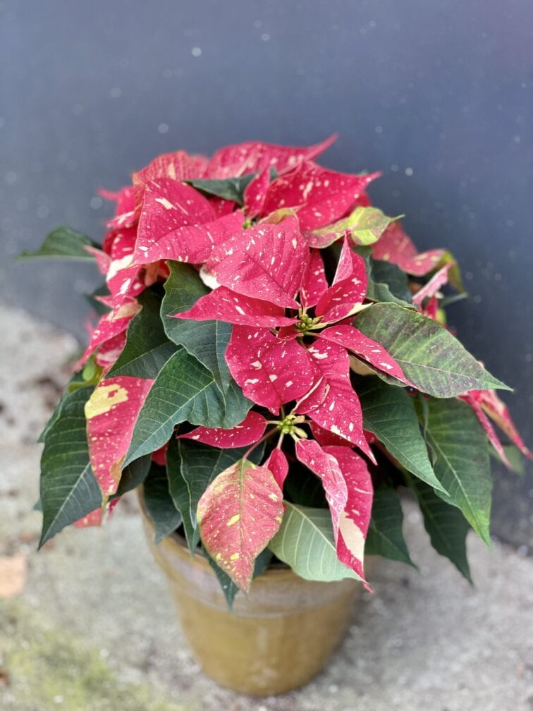 poinsettia-pulcherrima-primero_17x45-1_1636194033.jpg Zdjęcie rośliny Poinsettia pulcherrima Primero, ujęcie 1