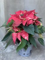 Zdjęcie rośliny Poinsettia pulcherrima Primero, ujęcie 2