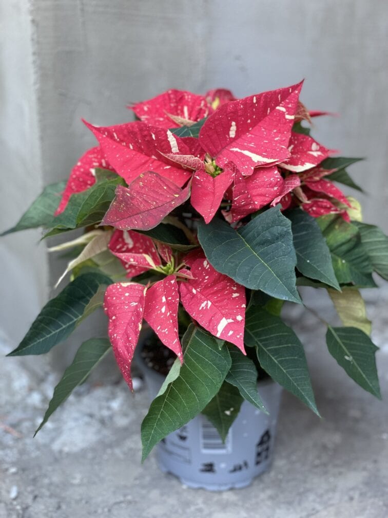 Zdjęcie rośliny Poinsettia pulcherrima Primero, ujęcie 2
