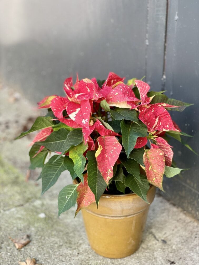 Zdjęcie rośliny Poinsettia pulcherrima Primero, ujęcie 3