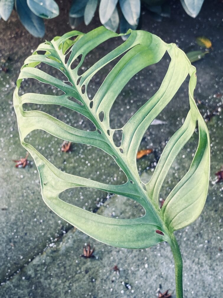 sadzonka-monstera-esqueleto_1-1_1635939119.jpg Zdjęcie rośliny Sadzonka Monstera Esqueleto, ujęcie 1